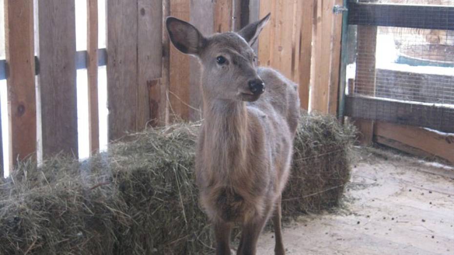 В воронежском зоопитомнике поселили самку пятнистого оленя из Пензы
