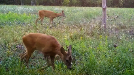 Воронежский заповедник поделился кадрами брачных игр косуль