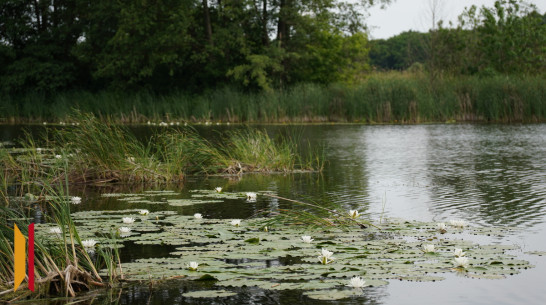 Жителям острогожского села Петропавловка напомнили об ответственности за уничтожение краснокнижных водных растений