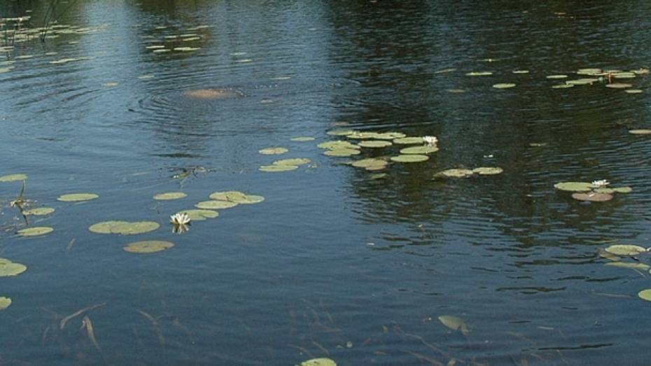 В Воронежской области в пруду утонул 32-летний мужчина 