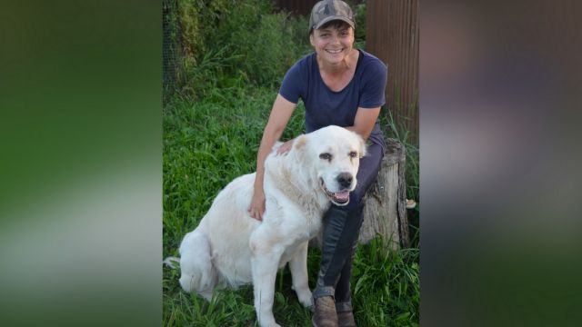 Мишка из Мариуполя. Воронежцы помогли алабаю из зоны СВО обрести новую семью