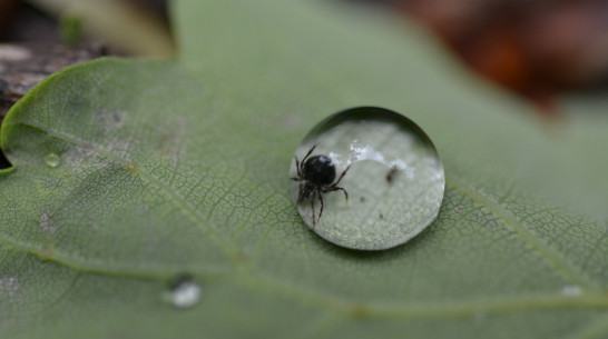 За медпомощью после укусов клещей обратились 267 воронежцев