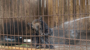 В частном зоопарке под Воронежем поселился бурый медведь Михал Иваныч
