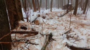 Экологи опровергли незаконную вырубку в воронежской Нагорной дубраве