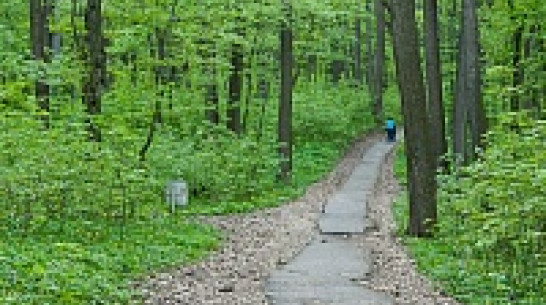 Власти Воронежа потратят на экологию около 2 млрд рублей до 2020 года 