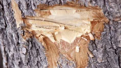 Селяне, порубив деревья на дрова, стали фигурантами уголовного дела