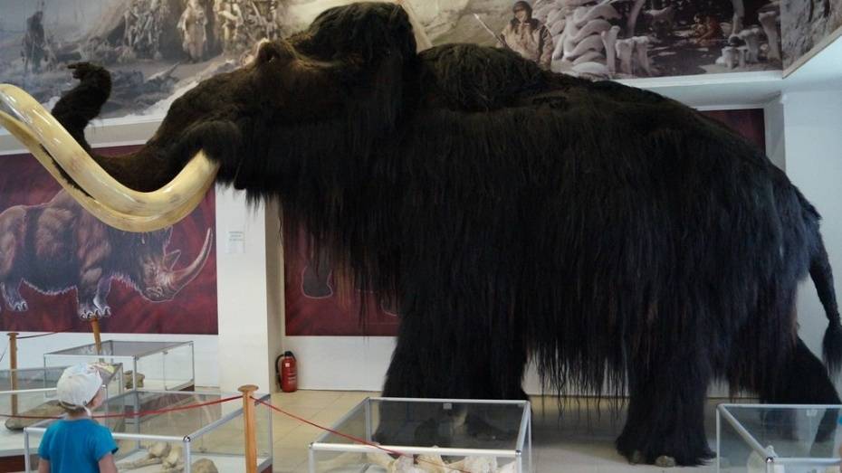 Музей «Костенки» предложит воронежцам пройти квест и нарисовать мамонтов