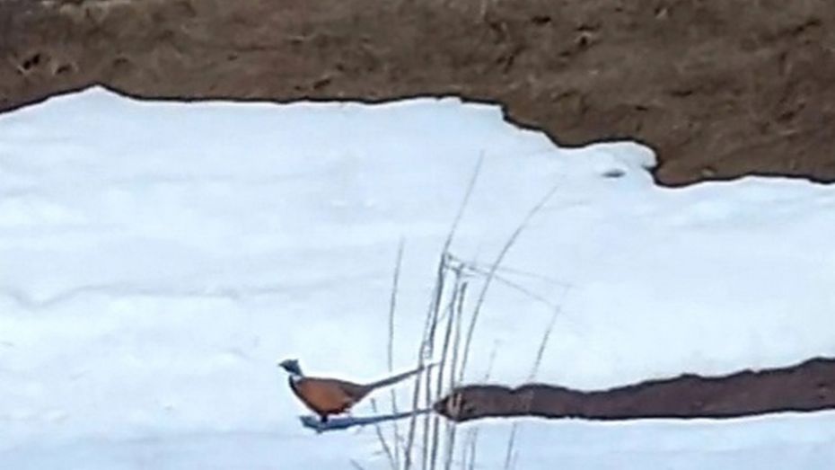 Жительница Верхнемамонского района сфотографировала дикого фазана