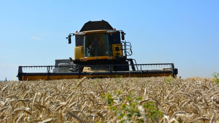 В Россошанском районе собрали рекордный урожай пшеницы 