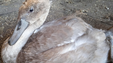 Жители  бобровского села Чесменка спасли раненого лебедя