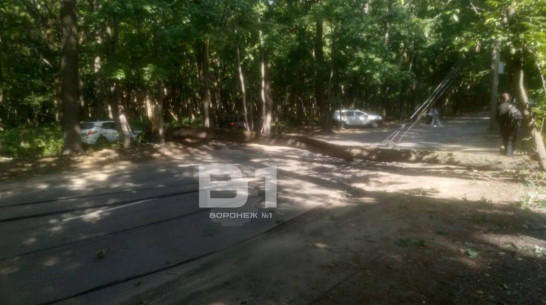 Дерево рухнуло на проезжую часть на улице Ломоносова в Воронеже