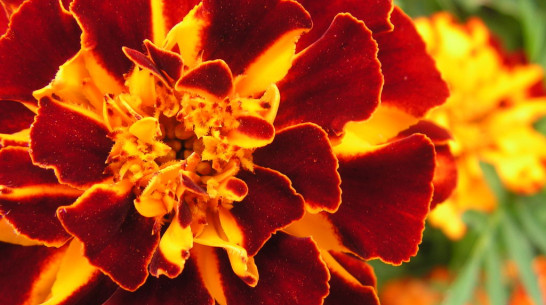 Воронежцы высадят клумбу в виде Георгиевской ленты