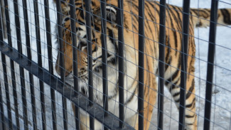 В Воронеже тигрица попыталась сбежать из клетки