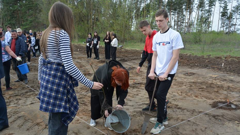 В россошанском селе Поповка на месте горельника высадили 1 тыс сеянцев дуба красного