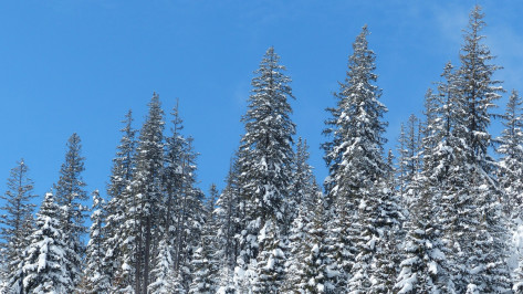 Воронежцам напомнили об ответственности за незаконную вырубку сосен
