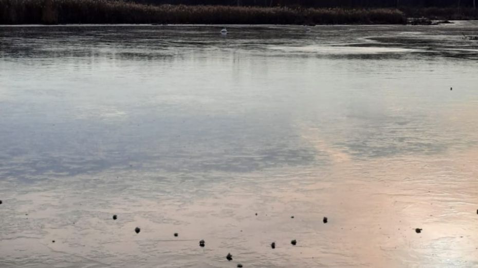 Воронежцы спасли лебедя, попавшего в ледяную ловушку
