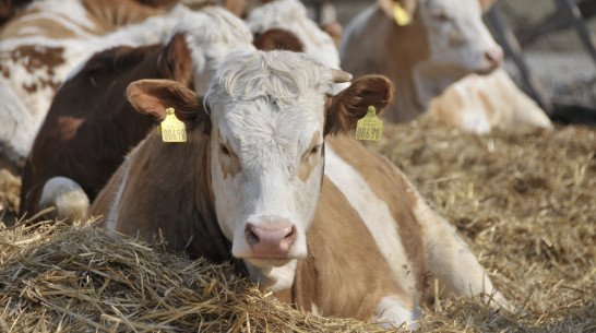 Минэкономразвития поддержит воронежский проект «ЭкоНиваАгро» 