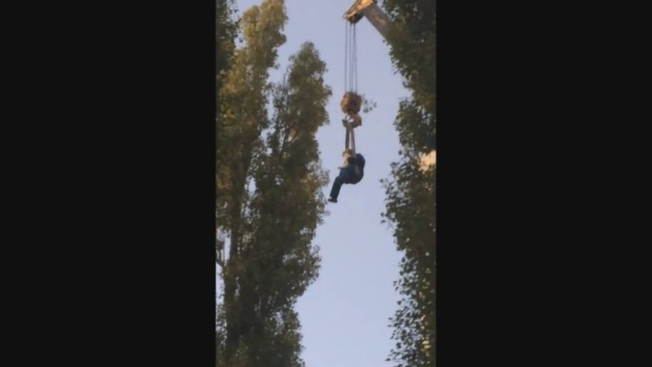 Воронежцы сняли на видео спасение при помощи автокрана застрявшего на дереве кота