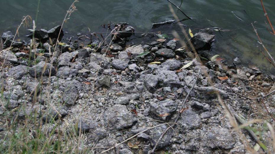 В Воронежской области санврачи выяснили причины гибели рыбы в пруду Хуторской