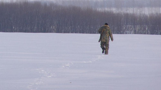 В Хохольском районе охотники обнаружили волков впервые за 10 лет