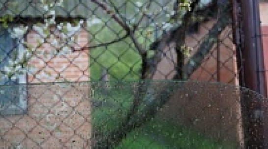 В Воронеже всю рабочую неделю будет холодно, но без осадков