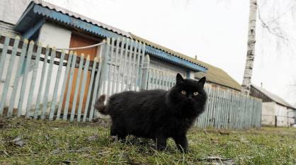 Карантин в Каменке Воронежской области: бешеная кошка поцарапала женщину и умерла во дворе