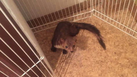 Воронежские волонтеры нашли хозяев спасенной с пожарной лестницы кунице