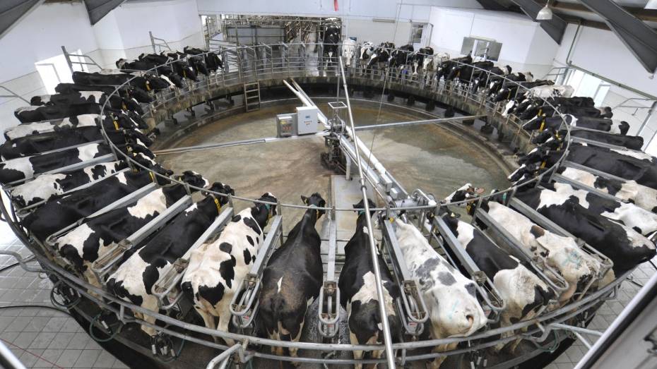Воронежские предприятия по производству сухих молочных продуктов получат средства на модернизацию