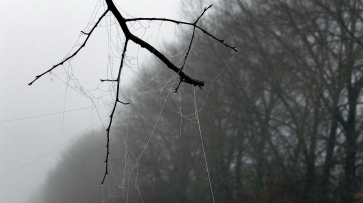 Воронежскую область вновь накроет туман