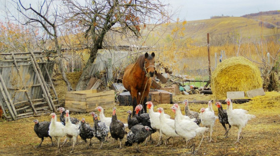 Воронежская область получит 66,4 млн рублей на развитие семейных ферм