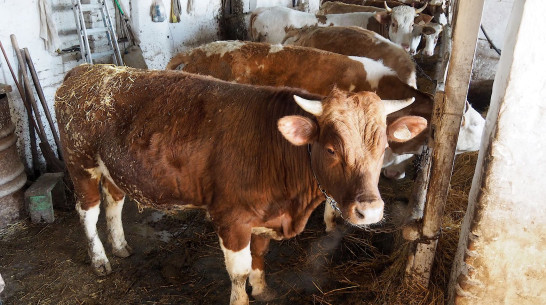 Воронежские сельхозпроизводители получат субсидии суммой 28 млн рублей