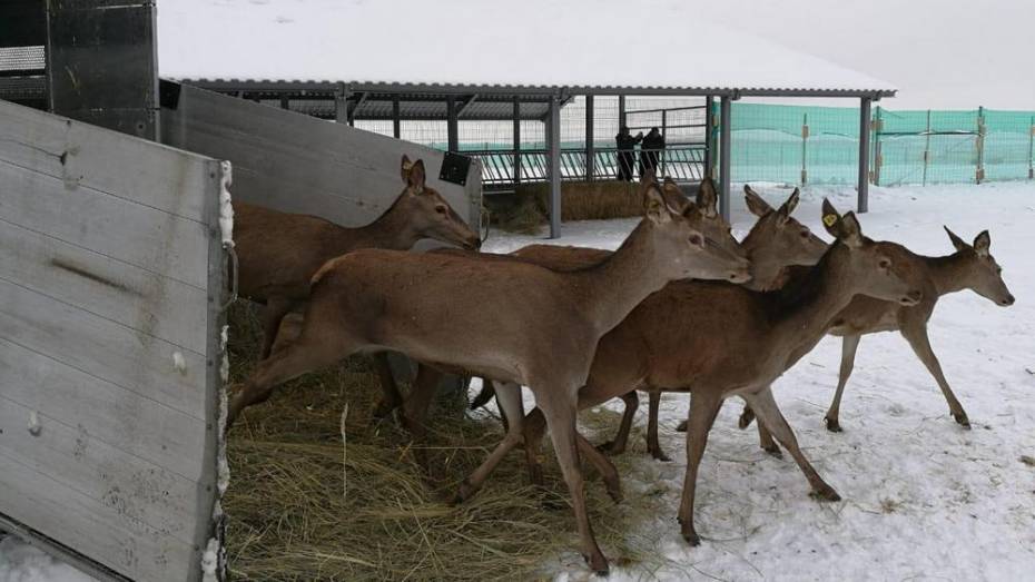 В Воронежскую область завезли стадо благородных оленей из Венгрии