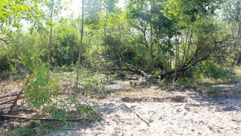 Почти 750 деревьев вырубят при благоустройстве Петровской набережной