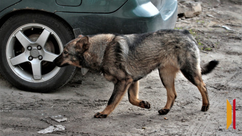 В Воронеже бездомная собака покусала ребенка за лицо