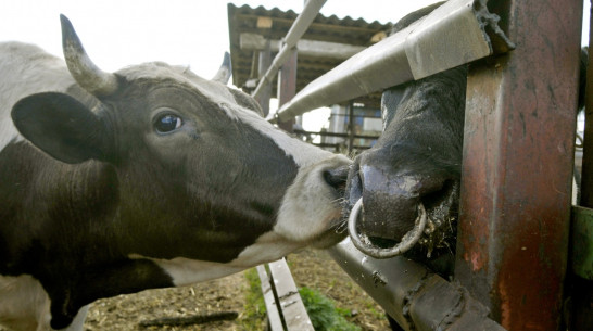 Итоги года: инвестиции в АПК. Куда вкладывали деньги в Воронежской области