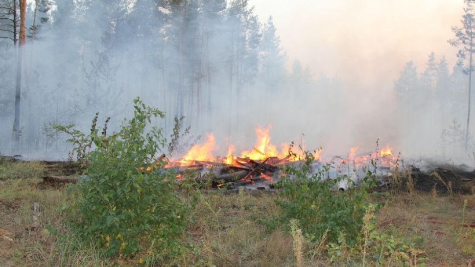 В Воронежской области в 2,4 раза выросла площадь ландшафтных пожаров 