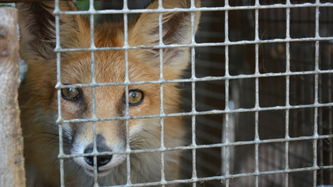 Жители Острогожского района пожаловались на нашествие диких лис