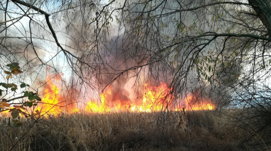 В Борисоглебске по вине 9-летнего ребенка выгорело 15 га луга
