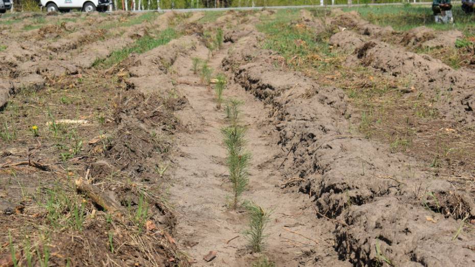 В Грибановском районе высадили 145 тыс сеянцев сосны и березы
