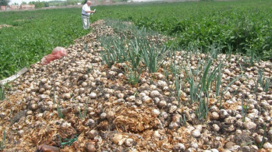 Фермер из Нижнедевицкого района устроил свалку около сельской дороги