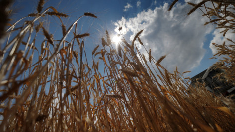 Воронежские аграрии показали лучший результат в ЦФО по сбору зерна