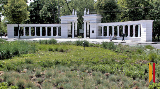 В воронежском «Орленке» на тротуар рядом с детьми рухнула ветка березы