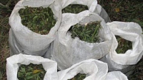 Наркополиция нашла 75 кг марихуаны в 2 местах Воронежской области 