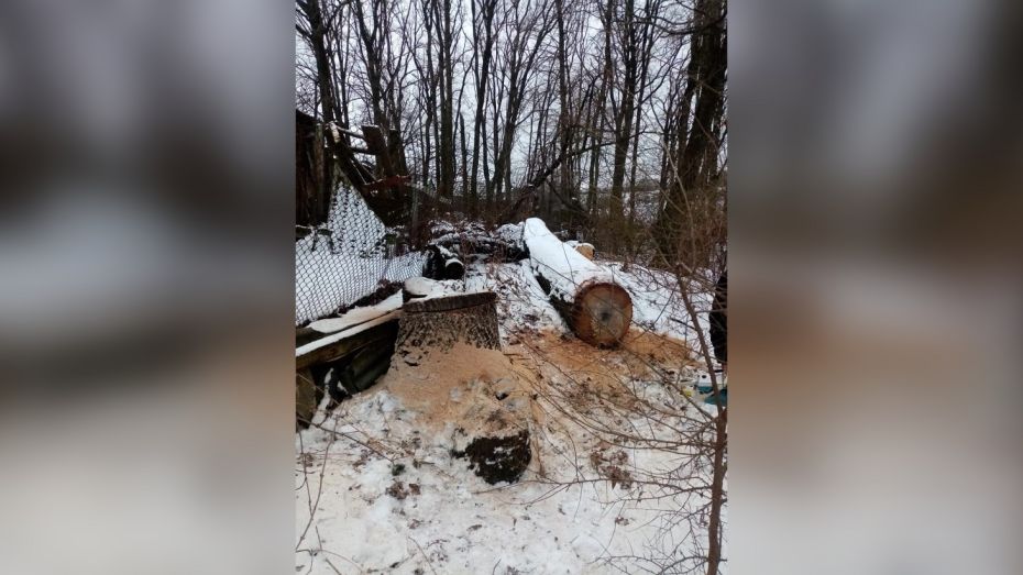 Житель Воронежской области заплатит почти 600 тыс рублей за срубленный 70-летний дуб