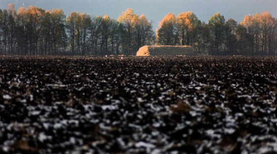 В Богучарском районе гибнут озимые
