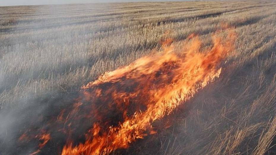В Каменском районе от лопнувшего колеса загорелось поле озимой пшеницы
