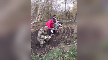 В россошанском селе Жилино высадили 1 тыс черенков тополя