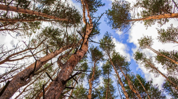 В Воронежской области в 2017 году расчистили 5,5 тыс га леса