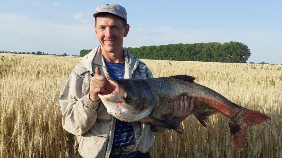 Житель Репьевского района поймал в местном пруду рыбу весом 11 кг