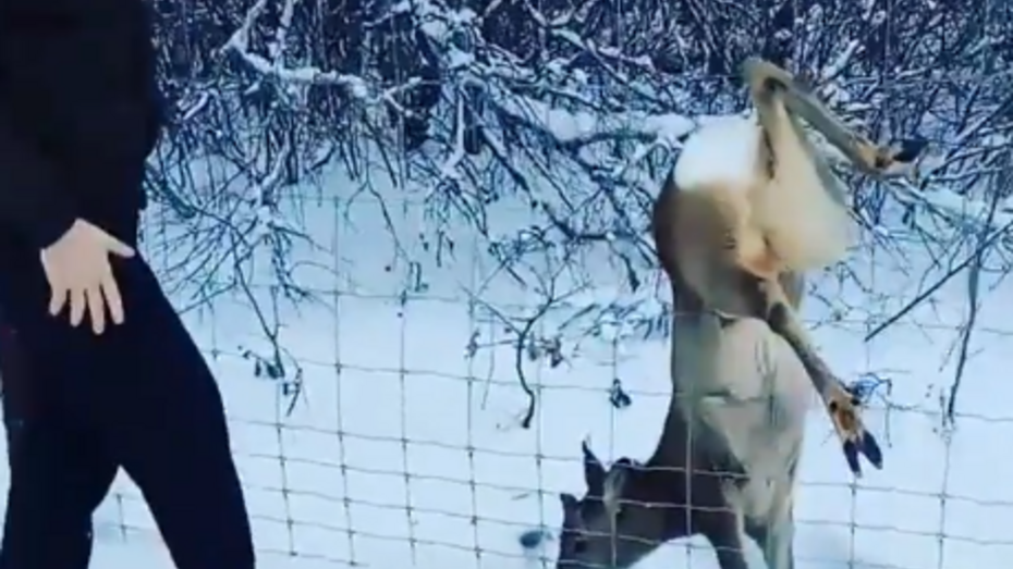 В Сети опубликовали видео спасения молодого оленя в Воронежской области